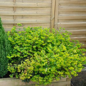 Lechetrezna de bosque Purpurea - Euphorbia amygdalo�des Purpurea