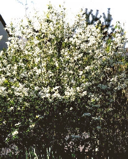 Exochorda - Exochorda racemosa o exochorda grandiflora
