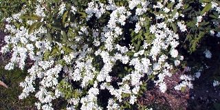Exochorda - Exochorda racemosa o exochorda grandiflora