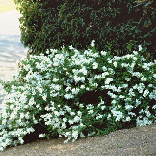 Exochorda macrantha 'The Bride'