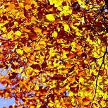 Haya - Fagus sylvatica