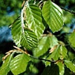 Haya - Fagus sylvatica