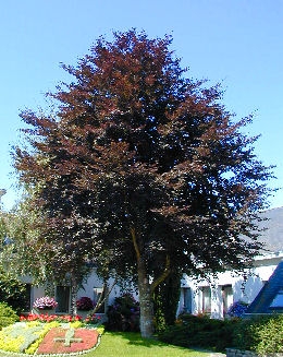 Haya purp�rea - Fagus sylvatica purpurea