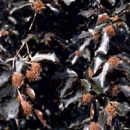 Haya purp�rea - Fagus sylvatica purpurea
