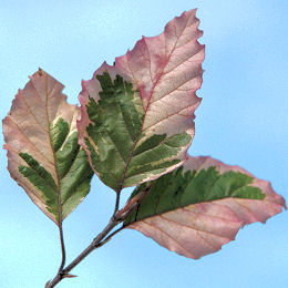 Haya de flores tricolores - Fagus sylvatica 'Tricolor'