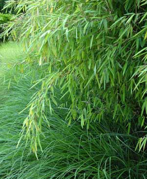 Fargesia nitida Great Wall