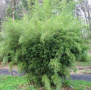 Fargesia robusta Pingwu