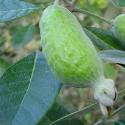Feijoa o guayabo del brasil - Feijoa sellowiana