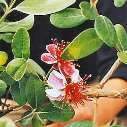 Feijoa o guayabo del brasil - Feijoa sellowiana
