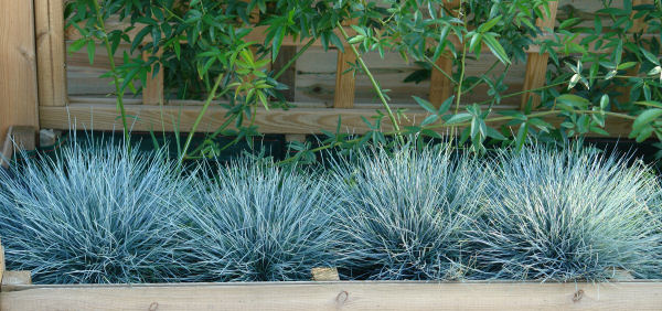 Festuca azul - Casta�uela azul - Festuca glauca Elijah Blue