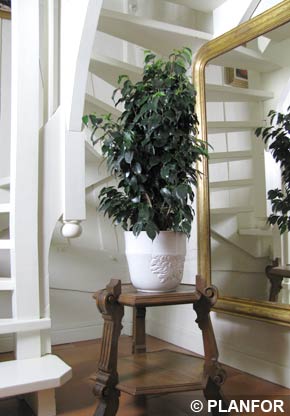 Ficus benjamina, Ficus de hoja peque�a, Matapalo - planta de interior