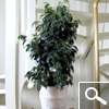 Ficus benjamina, Ficus de hoja peque�a, Matapalo - planta de interior