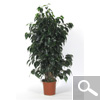 Ficus benjamina, Ficus de hoja peque�a, Matapalo - planta de interior