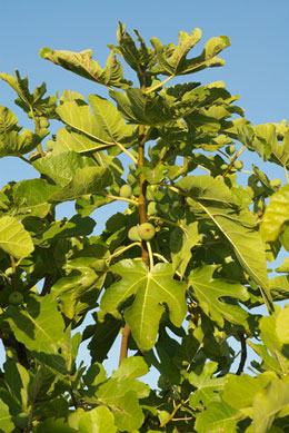 Higuera 'Goutte d'or' Higuera 'Goutte d'or'