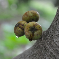 Higuera 'Goutte d'or'