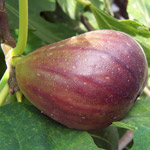 Frutos de Higuera 'Violette de Solli�s'