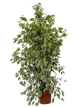 Ficus 'Golden King' - Ficus 'Golden King' - Plantas de interior