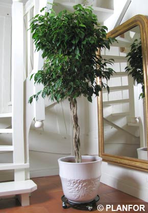 Ficus benjamina trenzado - planta de interior