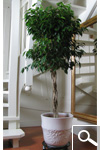 Ficus benjamina - planta de interior