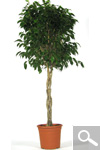 Ficus benjamina - planta de interior