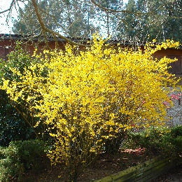 Forsitia intermedia - Campanas doradas - Forsythia intermedia 