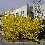 Forsitia intermedia - Campanas doradas - Forsythia intermedia 