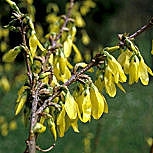 Forsitia intermedia - Campanas doradas - Forsythia intermedia 