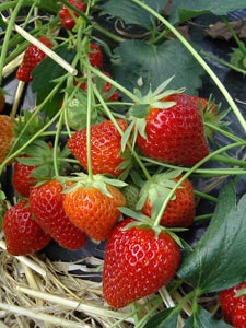 Fresas 'Charlotte' - Fragaria vesca 'Charlotte'