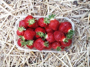 Fresas 'Manille' - Fragaria vesca 'Manille'