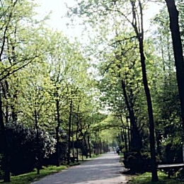 Fresno blanco - Fresno americano - Fraxinus americana - Fraxinus alba