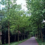 Fresno blanco - Fresno americano - Fraxinus americana - Fraxinus alba