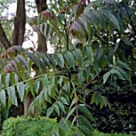 Fresno com�n - Fresno europeo - Fresno negro - Fraxinus excelsior