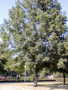 Fresno com�n - Fresno europeo - Fresno negro - Fraxinus excelsior
