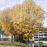 Fresno com�n - Fresno europeo - Fresno negro - Fraxinus excelsior