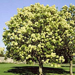 Fresno de flor - Fresno de olor - Orno - Fraxinus ornus