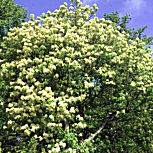 Fresno de flor - Fresno de olor - Orno - Fraxinus ornus
