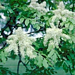 Fresno de flor - Fresno de olor - Orno - Fraxinus ornus