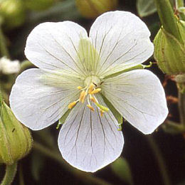 Flores del Geranio de la pradera - Geranium pratense 'Galactic'