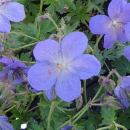 Flores del Geranio vivaz 'Johnson Blue' - Geranium 'Johnson Blue'