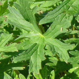 Follaje del Geranio vivaz 'Johnson Blue' - Geranium 'Johnson Blue'