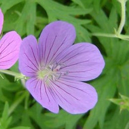 Flores del Geranio vivaz 'Nimbus' - Geranium 'Nimbus'