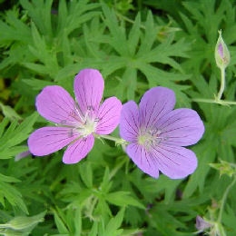 Flores del Geranio vivaz 'Nimbus' - Geranium 'Nimbus'