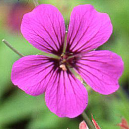 Flores del Geranio vivaz 'Patricia' - Geranium 'Patricia'