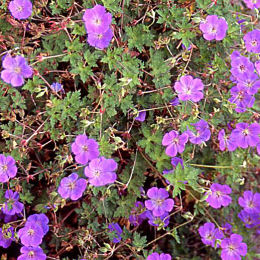 Flores del Geranio vivaz 'Rozanne' - Geranium 'Rozanne'