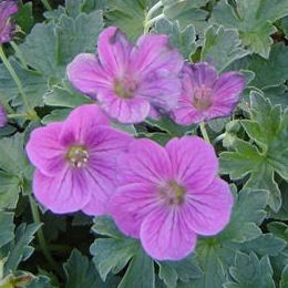 Flores del Geranio vivaz 'Russel Prichard' - Geranium 'Russel Prichard'