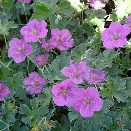 Flores del Geranio vivaz 'Russel Prichard' - Geranium 'Russel Prichard'
