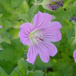 Flores del Geranio vivaz 'Sirak' - Geranium 'Sirak'