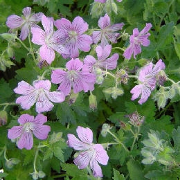 Flores del Geranio vivaz 'Sirak' - Geranium 'Sirak'