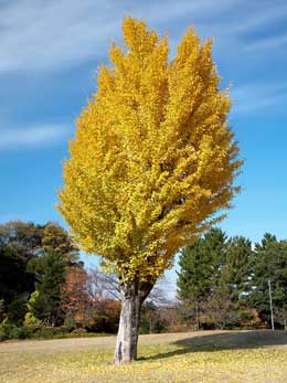 Gingo - �rbol sagrado - �rbol de los 40 escudos - Ginkgo biloba