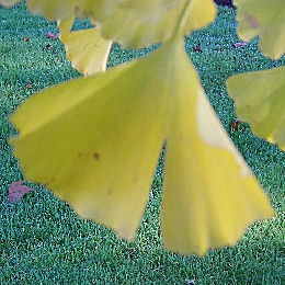 Gingo - �rbol sagrado - �rbol de los 40 escudos - Ginkgo biloba